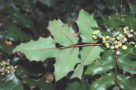 Attēlu rezultāti vaicājumam “Mahonia aquifolium leaf”