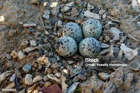 Attēlu rezultāti vaicājumam “Larus argentatus nest”