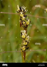 Attēlu rezultāti vaicājumam “Juncus squarrosus”