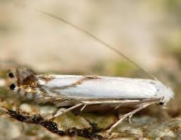 Attēlu rezultāti vaicājumam “Lyonetia prunifoliella”