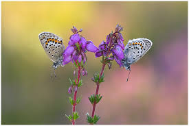 Attēlu rezultāti vaicājumam “Plebejus argus male”