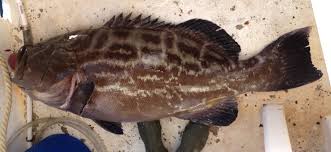 Image result for Mycteroperca interstitialis