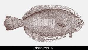 Image result for Paralichthys dentatus