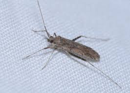 Attēlu rezultāti vaicājumam “Phytocoris sp.”