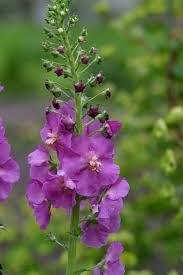 Attēlu rezultāti vaicājumam “Verbascum”