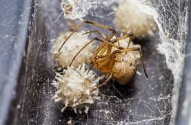 Attēlu rezultāti vaicājumam “Araneus diadematus eggs”