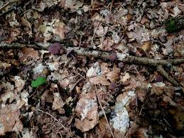 Attēlu rezultāti vaicājumam “Licea castanea spores”