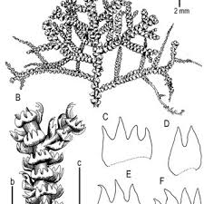 Attēlu rezultāti vaicājumam “Lepidozia reptans”