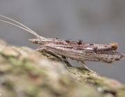 Attēlu rezultāti vaicājumam “Ypsolopha scabrella”