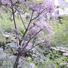 Attēlu rezultāti vaicājumam “Angelica palustris flower”