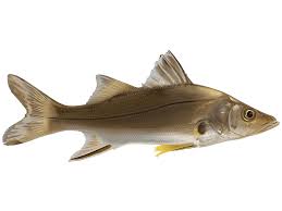 Image result for Centropomus parallelus