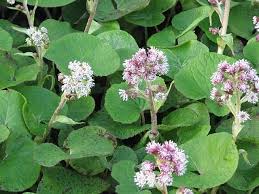 Attēlu rezultāti vaicājumam “Petasites spurius flower”