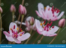 Attēlu rezultāti vaicājumam “Butomus umbellatus bud”