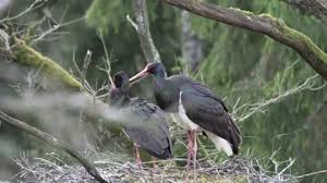 Attēlu rezultāti vaicājumam “Ciconia nigra adult”