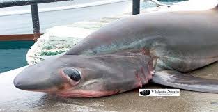 Image result for Alopias superciliosus