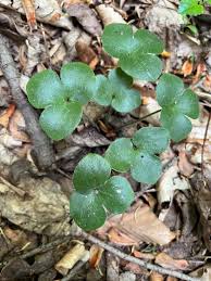 Attēlu rezultāti vaicājumam “Hepatica nobilis leaf”