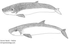 Image result for Kogia breviceps