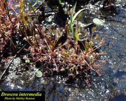 Attēlu rezultāti vaicājumam “Drosera intermedia”