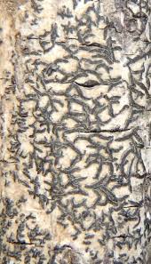 Attēlu rezultāti vaicājumam “Opegrapha atra”