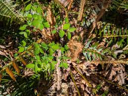 Attēlu rezultāti vaicājumam “Symphytocarpus impexus”