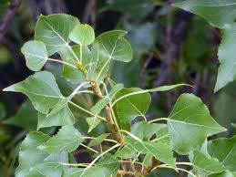 Attēlu rezultāti vaicājumam “Populus x gileadensis”