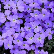 Image result for Aubrieta hybrida (cultorum)