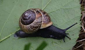 Attēlu rezultāti vaicājumam “Arianta arbustorum”