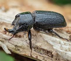Attēlu rezultāti vaicājumam “Sinodendron cylindricum female”