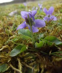 Attēlu rezultāti vaicājumam “Viola hirta leaf”