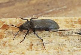 Attēlu rezultāti vaicājumam “Melandrya dubia”