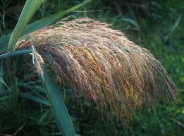 Attēlu rezultāti vaicājumam “Phragmites communis leaf”