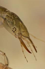 Attēlu rezultāti vaicājumam “Dytiscus sp. larva”