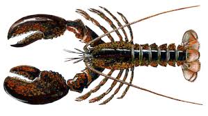 Image result for Homarus americanus