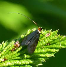 Attēlu rezultāti vaicājumam “Cauchas rufimitrella”