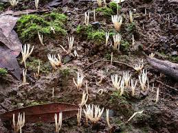 Attēlu rezultāti vaicājumam “Tremellodendropsis tuberosa”
