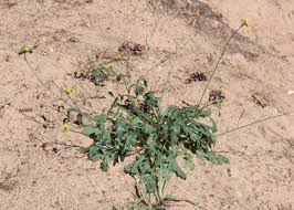 Attēlu rezultāti vaicājumam “Diplotaxis muralis”