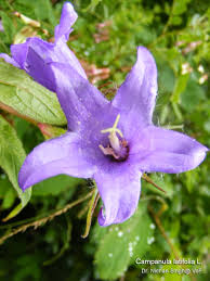 Attēlu rezultāti vaicājumam “Campanula latifolia fruit”