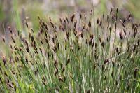 Attēlu rezultāti vaicājumam “Schoenus ferrugineus flower”
