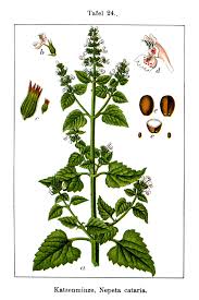 Image result for Nepeta cataria