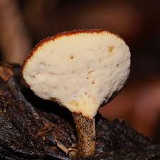 Attēlu rezultāti vaicājumam “Polyporus melanopus”