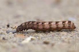 Attēlu rezultāti vaicājumam “Cerastis rubricosa”