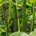 Attēlu rezultāti vaicājumam “Reynoutria sachalinensis fruit”