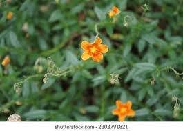 Attēlu rezultāti vaicājumam “Helianthemum x hybridum flower”
