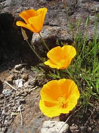 Attēlu rezultāti vaicājumam “Eschscholzia californica flower”