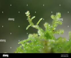 Attēlu rezultāti vaicājumam “Lepidozia reptans”