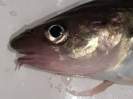 Image result for Microgadus tomcod