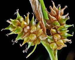 Attēlu rezultāti vaicājumam “Carex viridula”