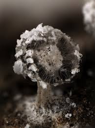 Attēlu rezultāti vaicājumam “Didymium squamulosum macro”