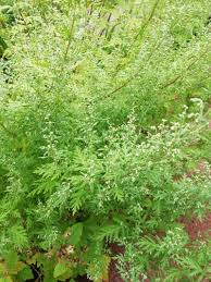 Image result for Artemisia gmelinii