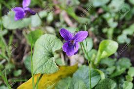 Attēlu rezultāti vaicājumam “Viola odorata bud”